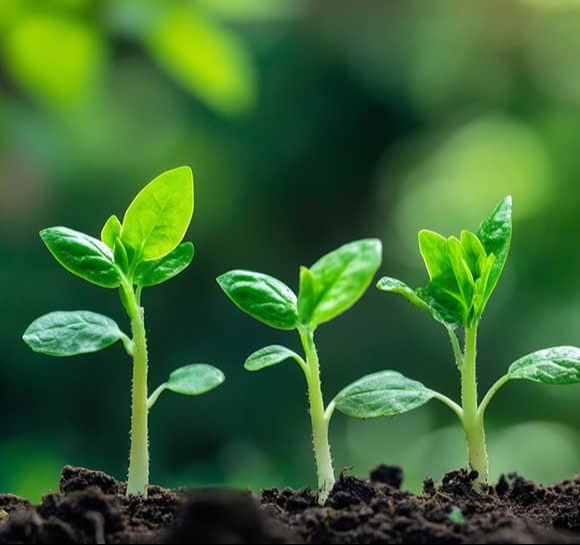 3 Green plants sprouting out of the soil