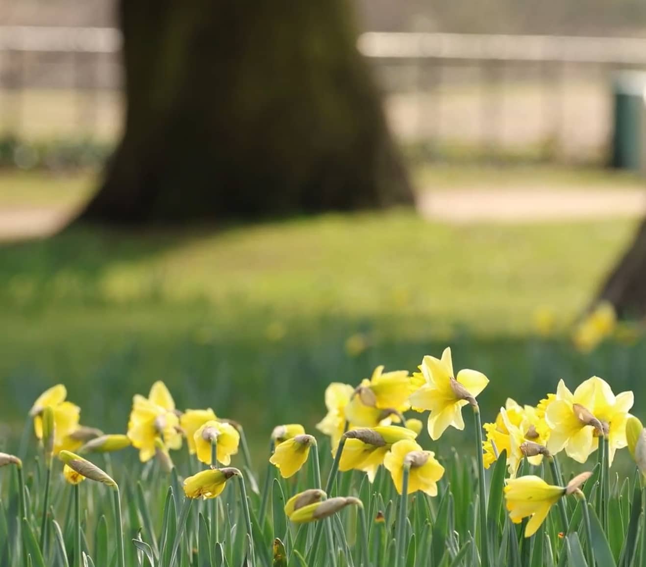 Tulips on a sunny day in the park, with blurred background of grass and trees
