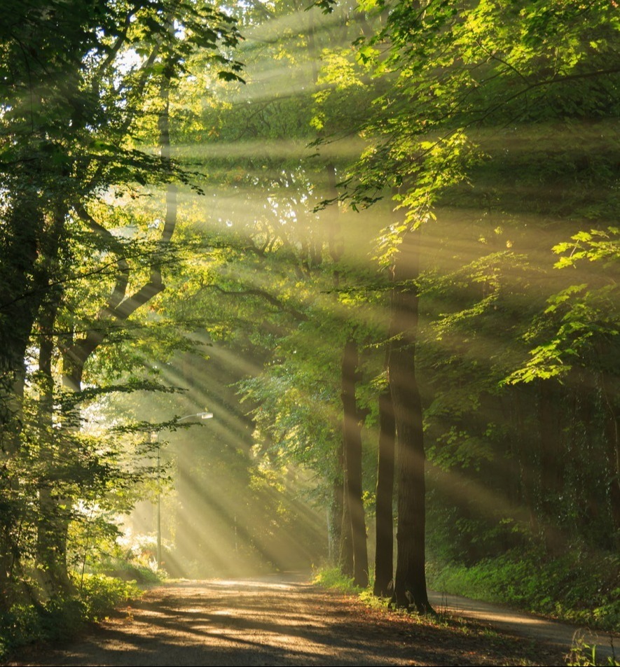 Woodsy path with sun peaking through branches during sunset-1